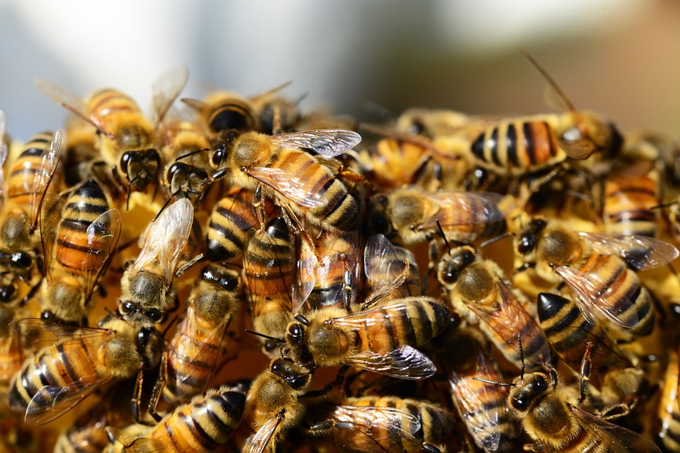 Včely v Česku: Přes zimu je likvidovala zákeřná nemoc, v době koronaviru se kradl med