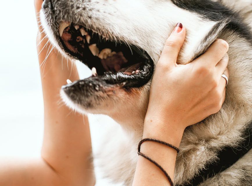 Zákoutí psího chování I – Úvod