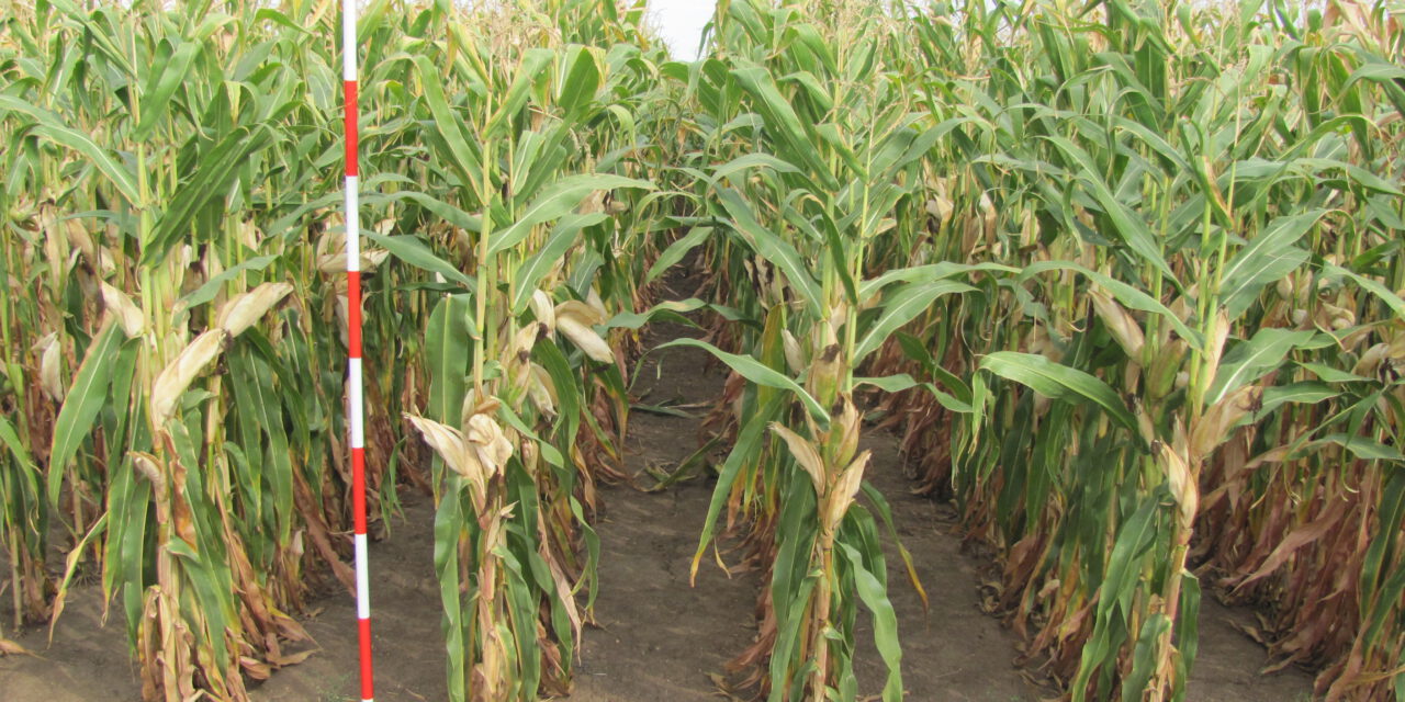 Kukuřice setá v zemědělském systému