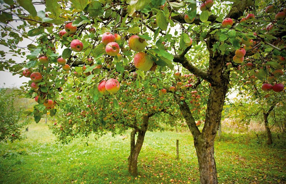 Jarní ošetření ovocných dřevin