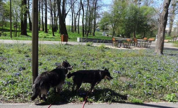 Jarní procházky se psy