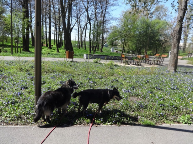 Jarní procházky se psy