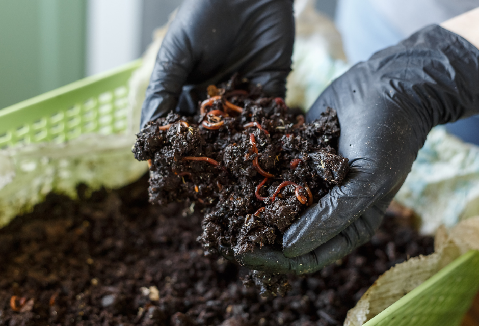 Mastný papír od hamburgerů? Nedá se recyklovat, ale žížaly si na něm pochutnají a vyrobí kompost, říká vědec