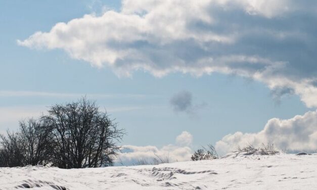 Kde v Česku roste „bio“. Hornaté pohraničí vede díky pastvinám, úrodné regiony na rozvoj čekají
