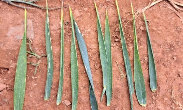 Využití biologických přípravků v pšenici