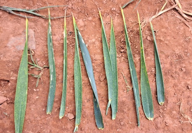 Využití biologických přípravků v pšenici