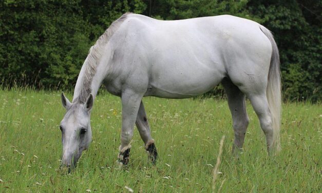 Jak nahlížet na životní pohodu koní? Welfare má pět definovaných domén